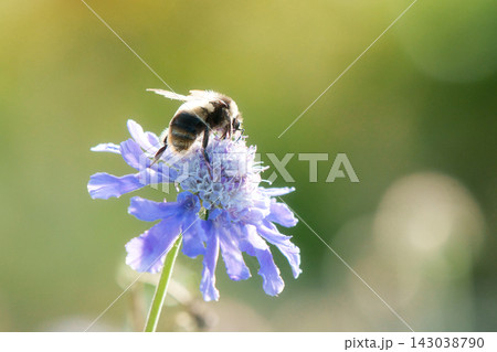 やわらかな光の中でマツムシソウの花に留まるモコモコしたハチ 143038790