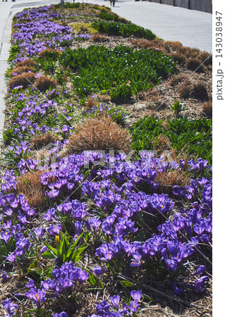 Spring flowerbed of purple crocus flowers. Crocus field 143038947