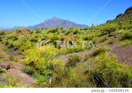 Sonoran Desert Arizona Sonoran Desert Arizona 143039134