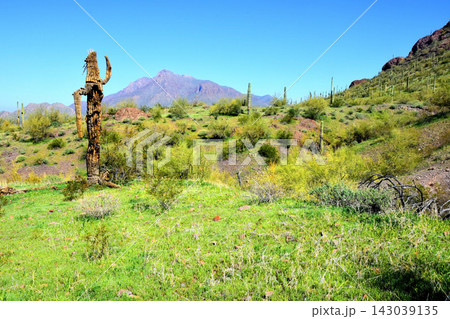 Sonoran Desert Arizona Sonoran Desert Arizona 143039135