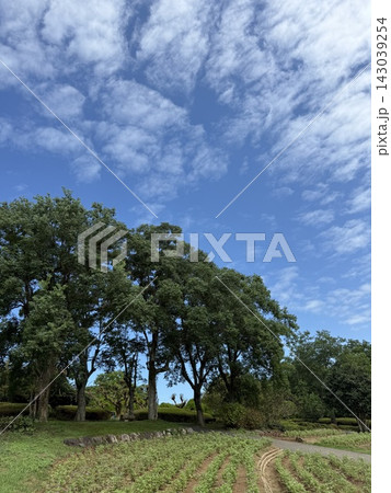 秋の空と木のある風景 秋の空と木のある風景 143039254