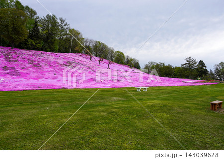 太陽の丘えんがる公園の満開の芝ざくら（2026年） 143039628