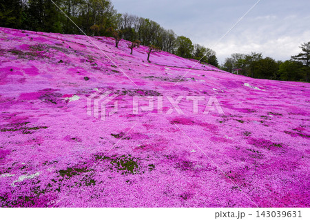 太陽の丘えんがる公園の満開の芝ざくら（2026年） 143039631