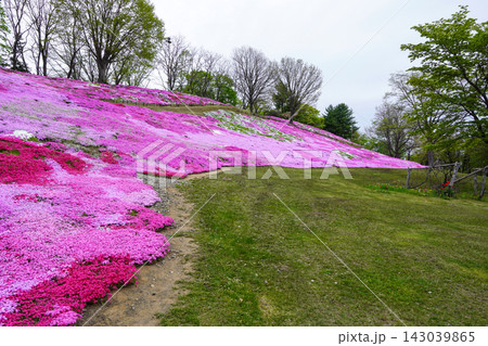 太陽の丘えんがる公園の満開の芝ざくら（2026年） 143039865