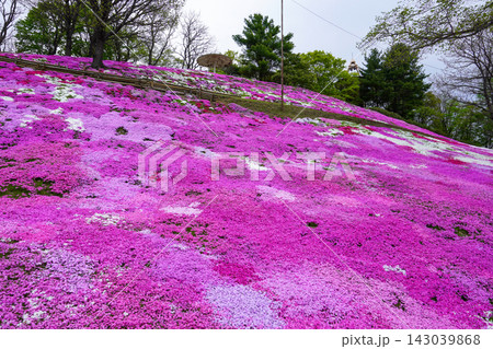 太陽の丘えんがる公園の満開の芝ざくら(2026年) 太陽の丘えんがる公園の満開の芝ざくら(2026年) 143039868