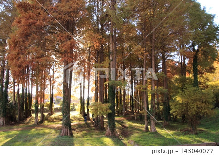 紅葉したメタセコイアの林 紅葉したメタセコイアの林 143040077