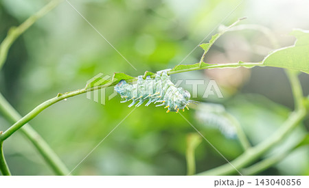 Detailed macro view of giant atlas moth attacus atlas caterpillar larva stage 143040856