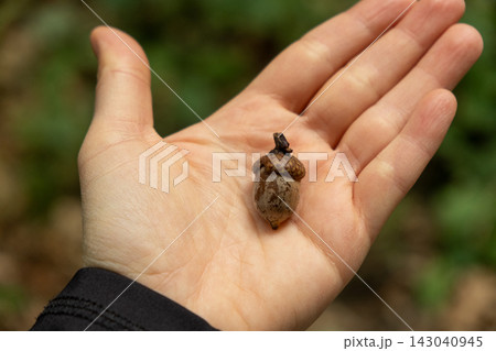 Small oak acorn lying on open human palm close up 143040945