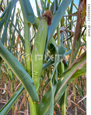 Green corn stalks with ripe cobs in a farm field on a sunny day Green corn stalks with ripe cobs in a farm field on a sunny day 143040963