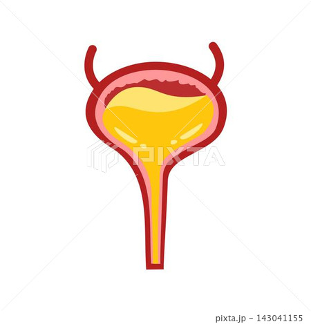human bladder anatomy illustration human bladder anatomy illustration 143041155