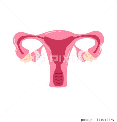 uterus and ovaries human organ reproduction 143041175