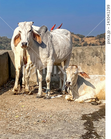 sacred white Indian cows sacred white Indian cows 143041299