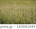 Wild Grass Field in Bloom with Seed Heads at Golden Hour 143041449