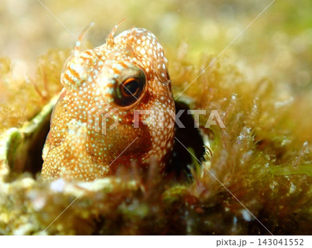 藻類の隙間から顔を出すマツバギンポ（Omobranchus elegans）のクローズアップ 143041552