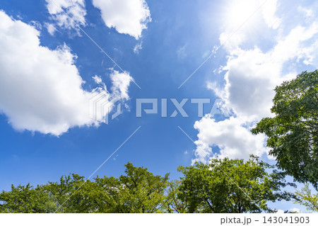 夏の青空と雲と樹木 143041903