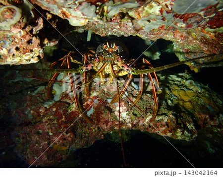 岩陰に潜むイセエビ(Panulirus japonicus)のクローズアップ 岩陰に潜むイセエビ(Panulirus japonicus)のクローズアップ 143042164