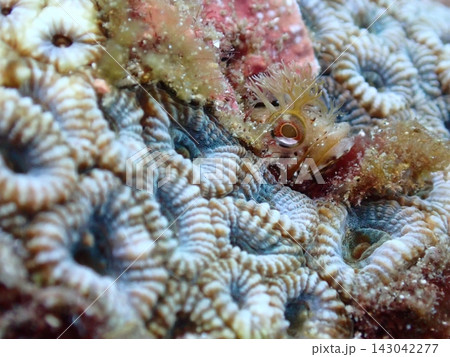 サンゴの隙間から顔を出すコケギンポ(Chaenopsidae)のクローズアップ サンゴの隙間から顔を出すコケギンポ(Chaenopsidae)のクローズアップ 143042277