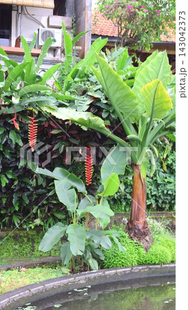 Banana plants frame quiet pond water beside vivid red heliconia spikes. Tropical foliage fills background with serene, colorful resort style garden setting and mirrored surface below. Banana plants frame quiet pond water beside vivid red heliconia spikes. Tropical foliage fills background with serene, colorful resort style garden setting and mirrored surface below. 143042373