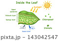 Botanical diagram showing cross section of plant leaf anatomy, illustrating upper epidermis, palisade mesophyll, spongy layer, stomata cells, and chloroplasts for photosynthesis education. 143042547