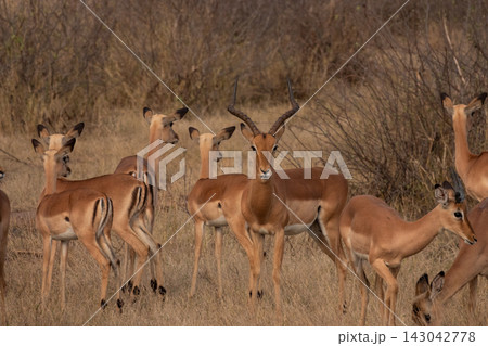 A male Impala stands alert beside his females in Kruger National Park in South Africa A male Impala stands alert beside his females in Kruger National Park in South Africa 143042778