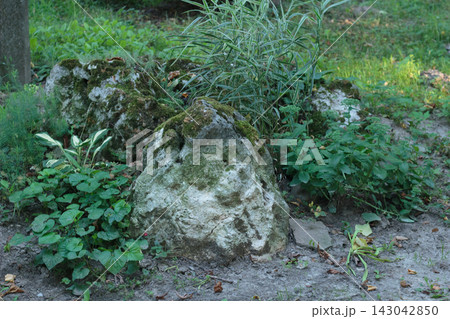 Mossy Stone Boulders in Rockery Garden with Ornamental Grass and Plants Mossy Stone Boulders in Rockery Garden with Ornamental Grass and Plants 143042850