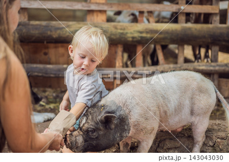 Mother introduces her toddler to feeding a pig at a children's farm. Hands on learning and animal education. 143043030