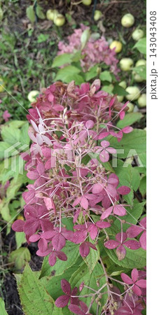 pink and white hydrangea paniculata flowers in the sunny garden pink and white hydrangea paniculata flowers in the sunny garden 143043408