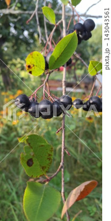 Aronia melanocarpa or black chokeberries on a green natural background; close up Aronia melanocarpa or black chokeberries on a green natural background; close up 143043561