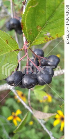 Aronia melanocarpa or black chokeberries on a green natural background; close up Aronia melanocarpa or black chokeberries on a green natural background; close up 143043659