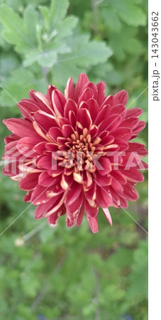 red chrysanthemum flower on a green natural background; close up	 143043662