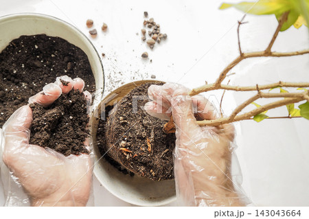 Mindful houseplant parenting and repotting activity at home 143043664
