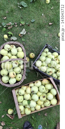 baskets with ripe apples baskets with ripe apples 143043712