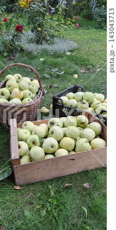 baskets with ripe apples baskets with ripe apples 143043713