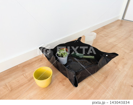 Repotted fittonia on a wet repotting mat with trowel and water jug, yellow ceramic pot on the floor 143043834