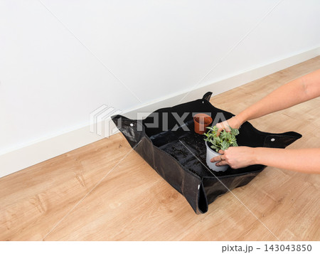 Woman's hands placing a fittonia into a new white pot on a foldable repotting mat with copy space 143043850