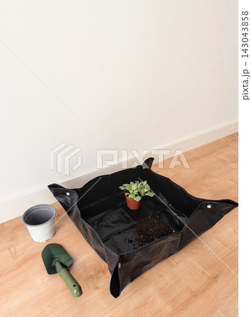 Fittonia in a small nursery pot on a repotting mat with soil, empty white pot and trowel nearby 143043858