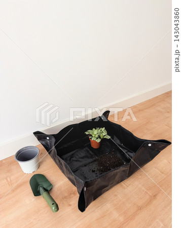 Small fittonia plant on a repotting mat with soil, a new white pot and green trowel beside it 143043860