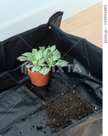 Fittonia with green and white patterned leaves beside potting soil on a black repotting mat Fittonia with green and white patterned leaves beside potting soil on a black repotting mat 143043865