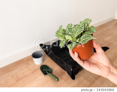 Hand holding a potted fittonia with white-veined leaves above a blurred repotting mat and trowel 143043868