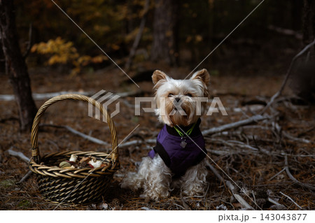 Yorkshire Terrier dog wearing a purple vest in a forest with a wicker basket. A cute Yorkshire Terrier sits in a forest setting, wearing a purple vest.  143043877