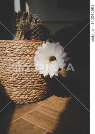 Rustic cactus and white flower in woven planter, illuminated by sunlight. Moody botanical still life with natural textures, earthy tones, desert plant 143043908