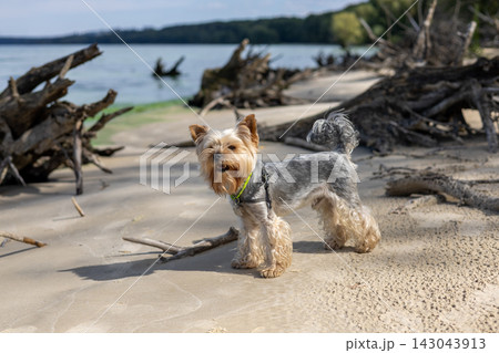 A cute Yorkshire Terrier enjoys a sunny day at the beach A charming Yorkie doggy stands on a sandy coast with a joyful expression play off-leash. A cute Yorkshire Terrier enjoys a sunny day at the beach A charming Yorkie doggy stands on a sandy coast with a joyful expression play off-leash. 143043913