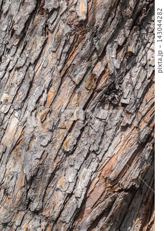 The texture of the bark of an old apple tree The texture of the bark of an old apple tree 143044282