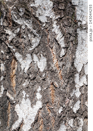 The texture of the birch bark. 143044293
