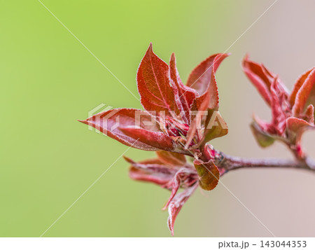 Tree branch with dark red leaves, Acer platanoides, the Norway maple Crimson King. Red Maple acutifoliate Crimson King, young plant with green background. 143044353