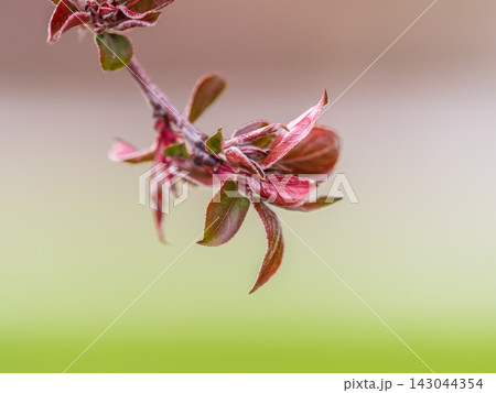 Tree branch with dark red leaves, Acer platanoides, the Norway maple Crimson King. Red Maple acutifoliate Crimson King, young plant with green background. 143044354