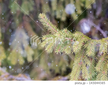 Green fir branches in winter covered with snow Green fir branches in winter covered with snow 143044385