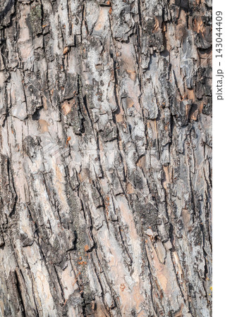 The texture of the bark of an old apple tree The texture of the bark of an old apple tree 143044409