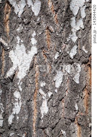 The texture of the birch bark. The texture of the birch bark. 143044420