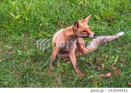 Close up of a red fox Vulpes vulpes, sitting on a path in the forest. Close up of a red fox Vulpes vulpes, sitting on a path in the forest. 143044431